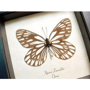White Vein Butterfly Aporia larraldei Framed Taxidermy Display