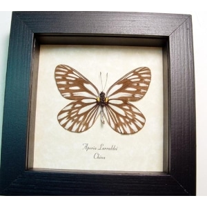 Aporia larraldei White Vein Butterfly Framed Taxidermy Display