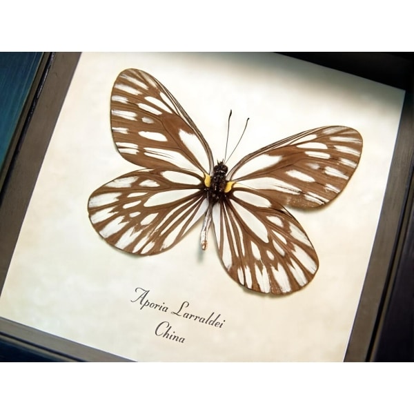 White Vein Butterfly Aporia larraldei Framed Taxidermy Display