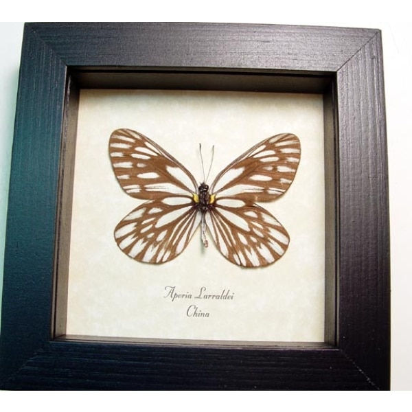 Aporia larraldei White Vein Butterfly Framed Taxidermy Display