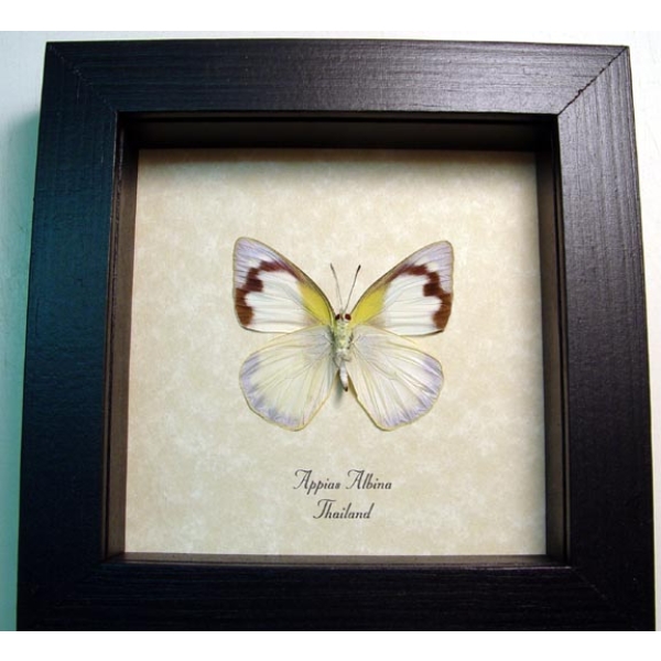 Framed Butterfly Appias albino Female Common Albatross Framed Taxidermy Display