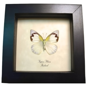 Framed White Butterfly Appias albino Female Framed Taxidermy Display