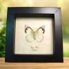 Framed White Butterfly Appias albino Female Framed Taxidermy Display