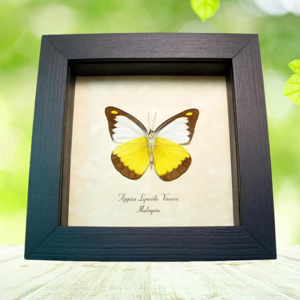 Framed Yellow Butterfly Appias lyncida Taxidermy Display Framed Yellow Butterfly Appias lyncida Taxidermy Display