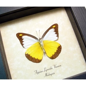 Appias lyncida Chocolate Albatross Butterfly Framed Taxidermy Display