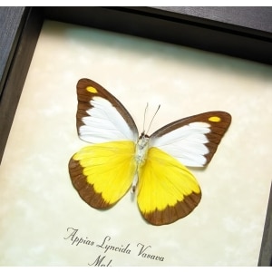 Framed Yellow Butterfly Appias lyncida Taxidermy Display