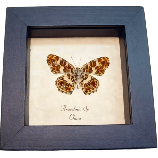 Framed Purple Red Butterfly Araschnia Taxidermy Display