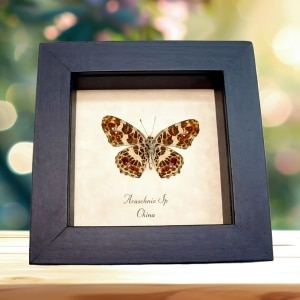 Framed Purple Red Butterfly Araschnia Taxidermy Display