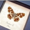Framed Purple Red Butterfly Araschnia Taxidermy Display