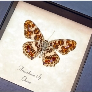 Framed Purple Red Butterfly Araschnia Taxidermy Display