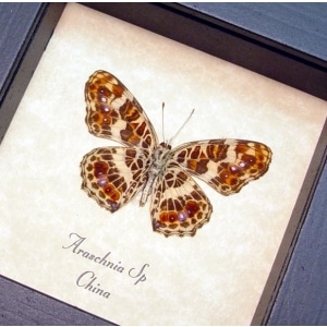 Araschnia Purple Red Flowers Butterfly Framed Taxidermy Display