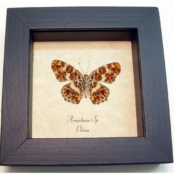 Araschnia Purple Red Flowers Butterfly Framed Taxidermy Display