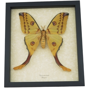 Argema Mittrei female Comet Moth XL 5 1/2 inch Wingspan Framed Moon Comet Moth Taxidermy