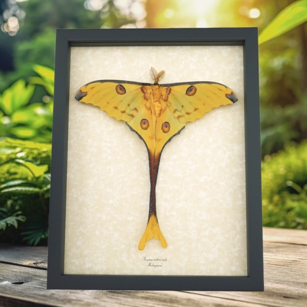 Argema Mittrei Male Resting Comet Moth Framed Taxidermy Display