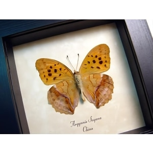 Leaf Mimic Butterfly Argynnis sagana Framed Taxidermy Display