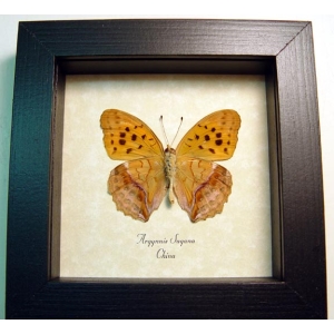 Argynnis sagana Leaf Mimic Butterfly Framed Taxidermy Display