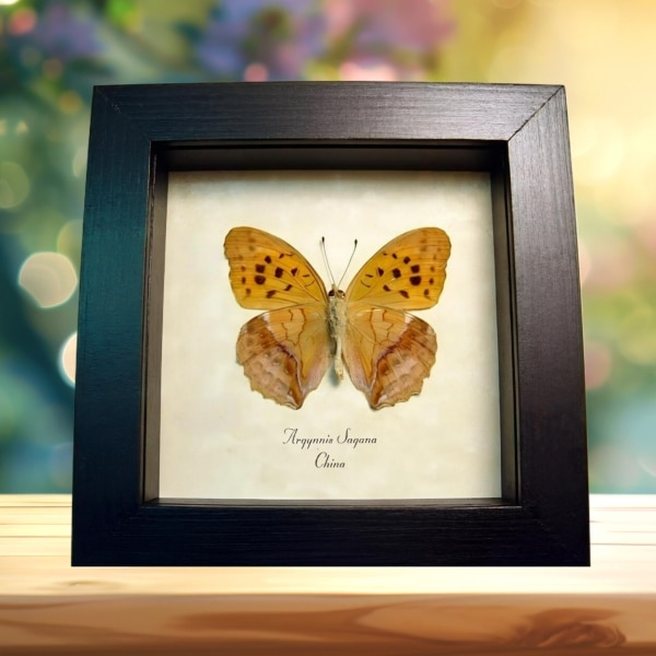 Leaf Mimic Butterfly Argynnis sagana Framed Taxidermy Display