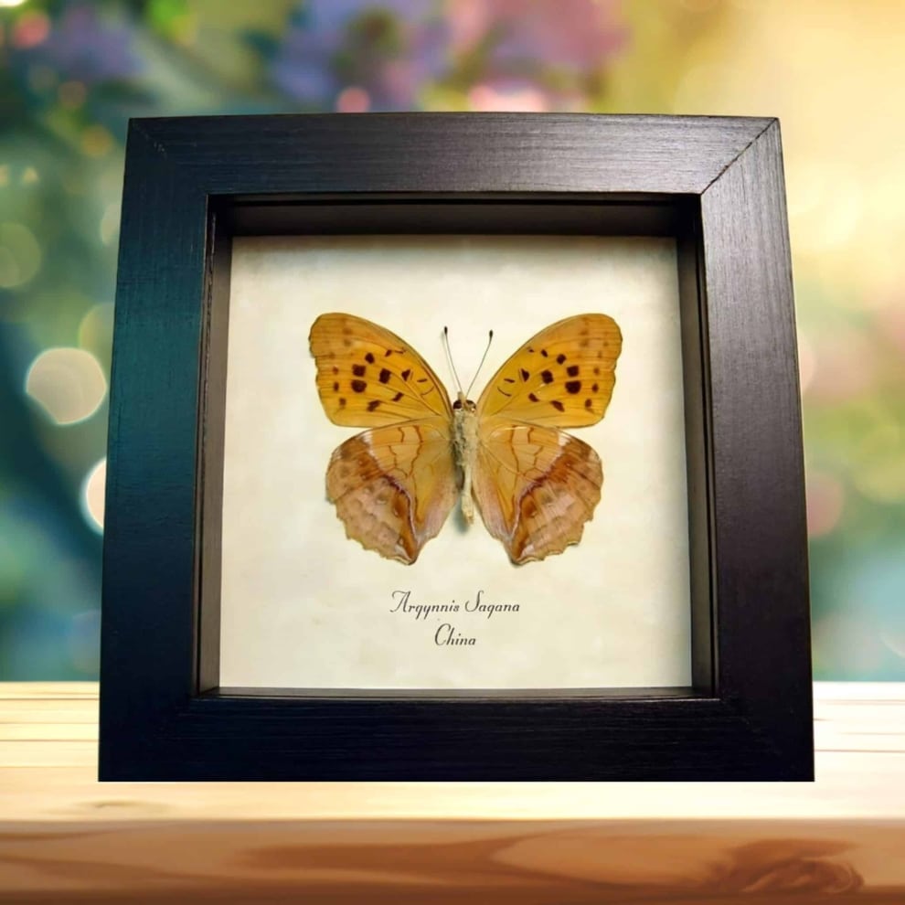Leaf Mimic Butterfly Argynnis sagana Framed Taxidermy Display Leaf Mimic Butterfly Argynnis sagana Framed Taxidermy Display