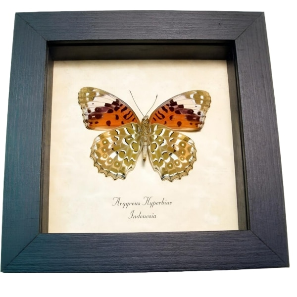Fritillary Butterfly Argyreus hyberbius Female Framed Taxidermy Display
