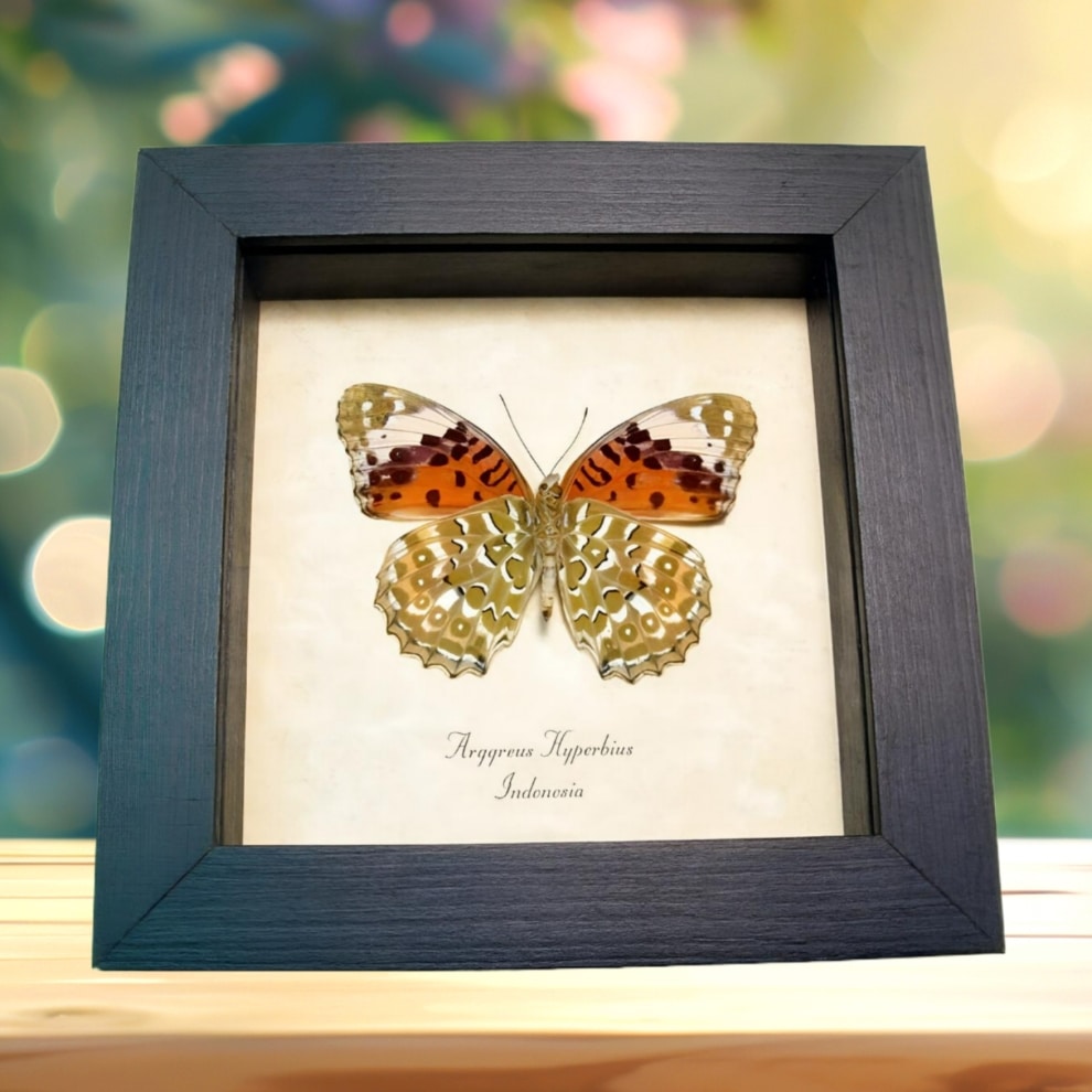 Fritillary Butterfly Argyreus hyberbius Female Framed Taxidermy Display