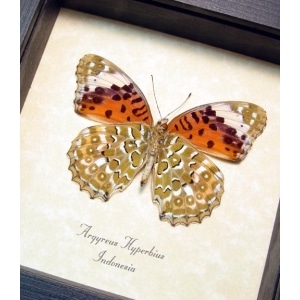 Argyreus hyberbius Female Indian Fritillary Butterfly Framed Taxidermy Display