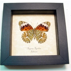 Argyreus hyberbius Female Indian Fritillary Butterfly Framed Taxidermy Display