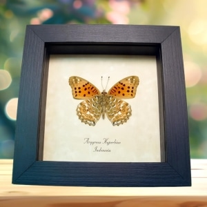 Fritillary Butterfly Argyreus hyberbius male Framed Taxidermy Display