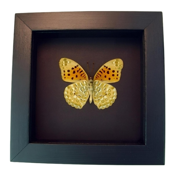 Fritillary Butterfly Argyreus hyberbius male Framed Taxidermy Moonlight Display