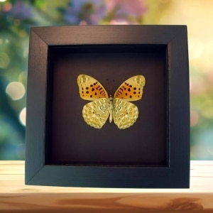Fritillary Butterfly Argyreus hyberbius male Framed Taxidermy Moonlight Display