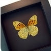 Fritillary Butterfly Argyreus hyberbius male Framed Taxidermy Moonlight Display