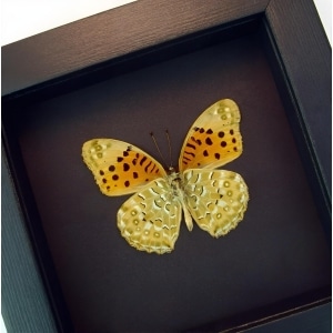 Fritillary Butterfly Argyreus hyberbius male Framed Taxidermy Moonlight Display