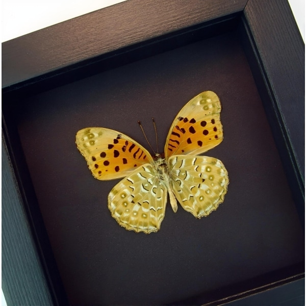Fritillary Butterfly Argyreus hyberbius male Framed Taxidermy Moonlight Display