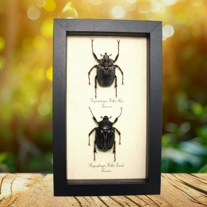 Rare Framed African Beetles Argyrophegges kolbei pair Taxidermy Display