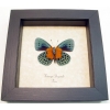 Asterope Degandii verso Orange Blue Butterfly Taxidermy Display Framed