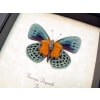 Asterope Degandii verso Orange Blue Butterfly Taxidermy Display