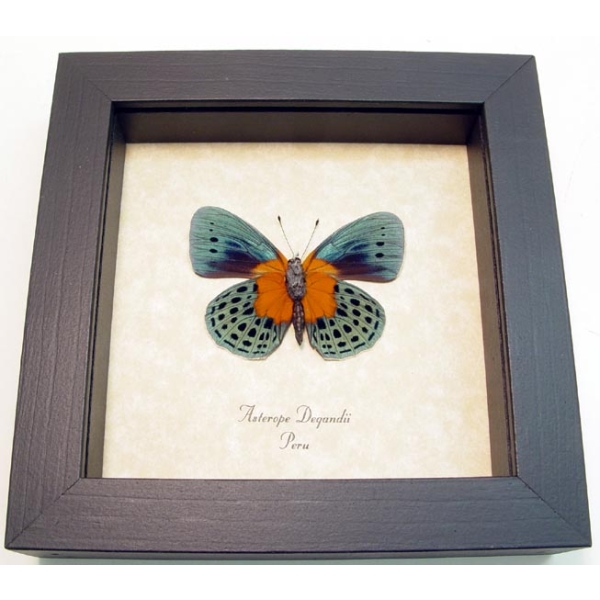 Asterope Degandii verso Orange Blue Butterfly Taxidermy Display Framed