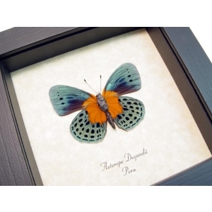 Asterope Degandii verso Orange Blue Butterfly Taxidermy Display Framed