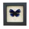 Asterope optima Electric Blue Butterfly Framed Taxidermy Display