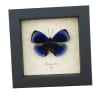 Asterope optima Electric Blue Butterfly Framed Taxidermy Display