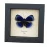 Asterope optima Electric Blue Butterfly Framed Taxidermy Display
