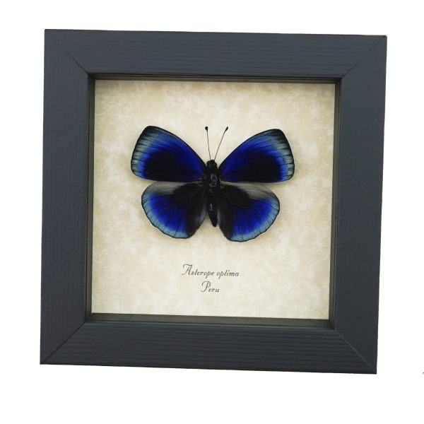 Asterope optima Electric Blue Butterfly Framed Taxidermy Display