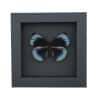 Asterope optima Female Electric Blue Butterfly Framed Taxidermy Moonlight Display