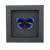 Asterope optima Electric Blue Butterfly Framed Taxidermy Moonlight Display