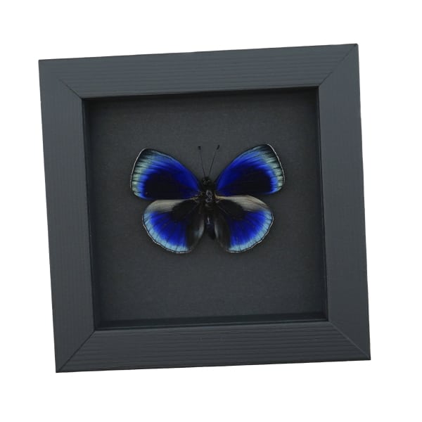 Asterope optima Electric Blue Butterfly Framed Taxidermy Moonlight Display