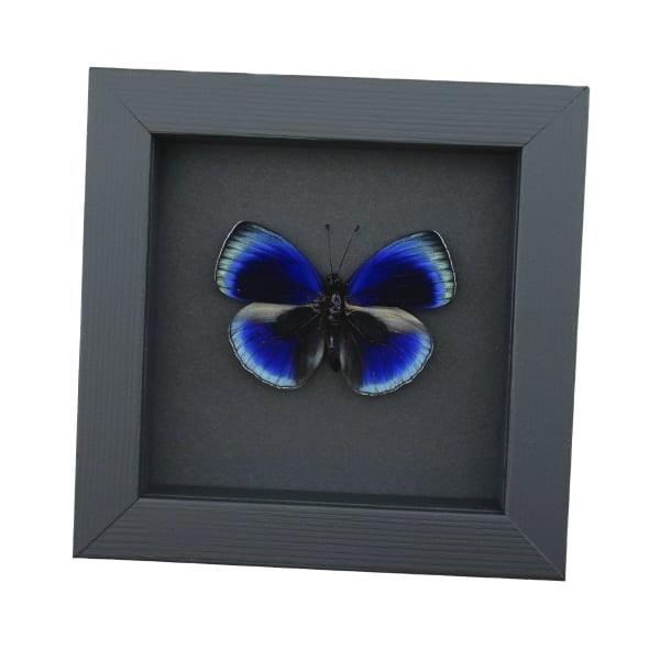 Asterope optima Electric Blue Butterfly Framed Taxidermy Moonlight Display
