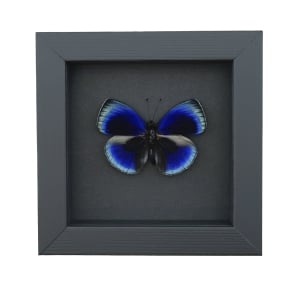 Asterope optima Electric Blue Butterfly Framed Taxidermy Moonlight Display