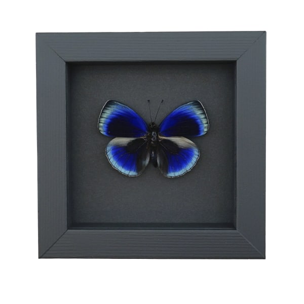 Asterope optima Electric Blue Butterfly Framed Taxidermy Moonlight Display
