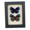 Asterope optima Blue Butterfly Collection Framed Taxidermy Display