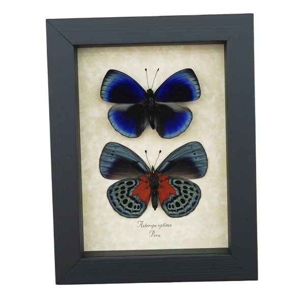 Asterope optima Blue Butterfly Collection Framed Taxidermy Display