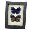 Asterope optima Blue Butterfly Collection Framed Taxidermy Display